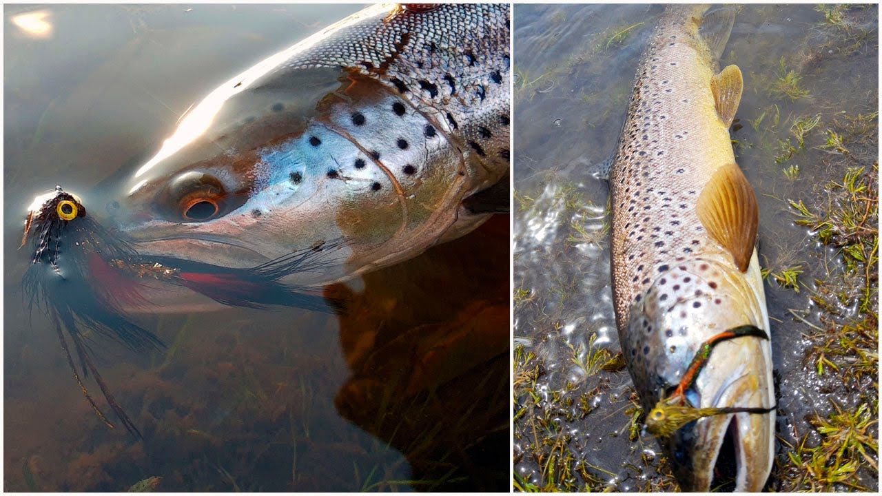 Programa de atado y pesca con mosca por Loop Argentina y Ruben Martin