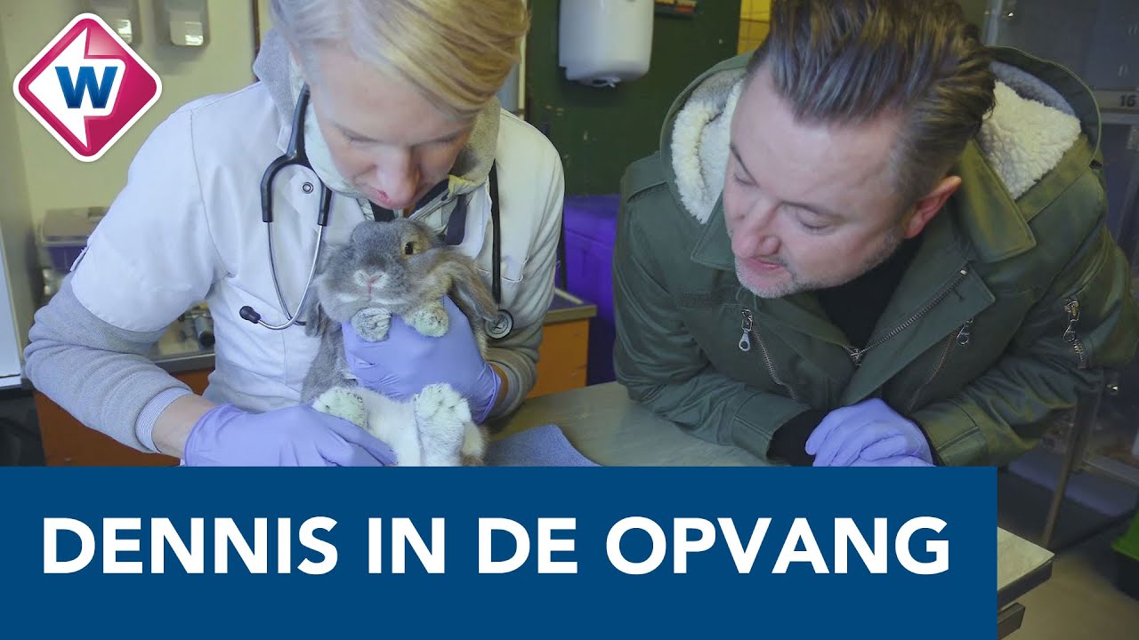'Wat een agressief konijn!', Dennis Weening onderzoekt achtergelaten knaagdier - OMROEP WEST