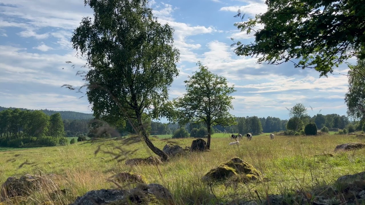 🌾 Swedish Meadow with Cows – Birdsong & Insect Sounds | 10 Hours 4K Nature Ambience