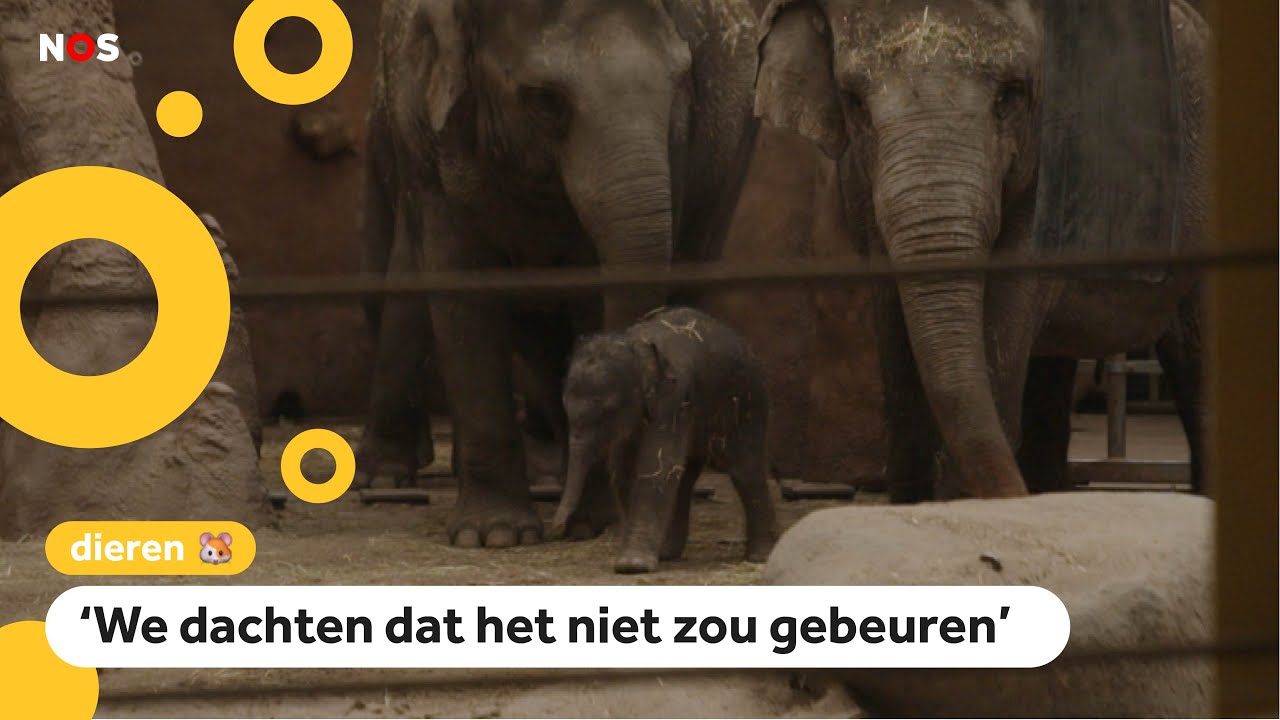 Olifantje geboren in Blijdorp
