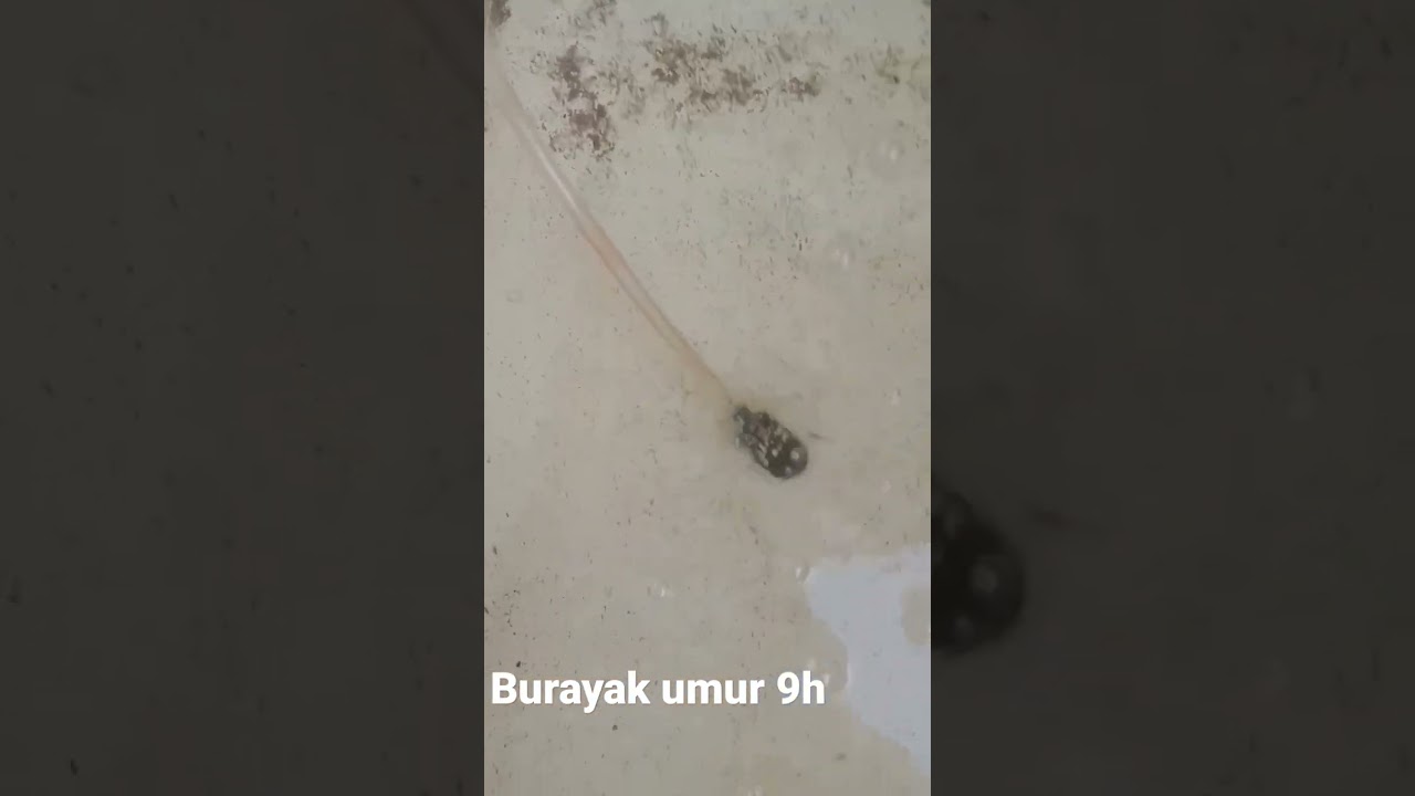 burayak LAT #lobsterairtawar #lobsterairtawarmalang #lobsterairtawarsurabaya #lobsterairtawarsidoarj