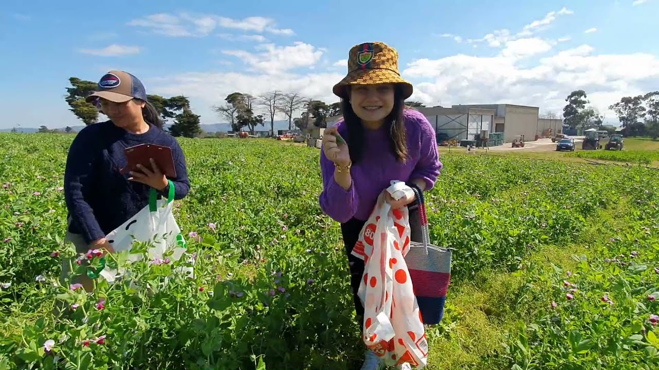 AMAZING BEANS TOURS MELBOURNE, Khmer Travel and Advenure, an exciting Journey
