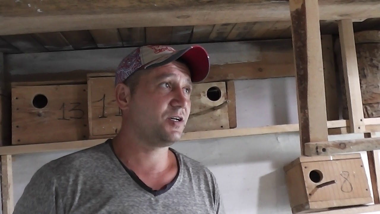 Поменяли выкормыша, неразлучники, корелла, волна.