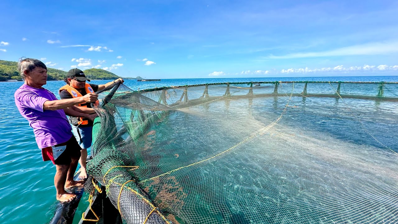 Ito na ang Bago! Bangus Farming in Cages. Fish Ponds Hindi na Uso!