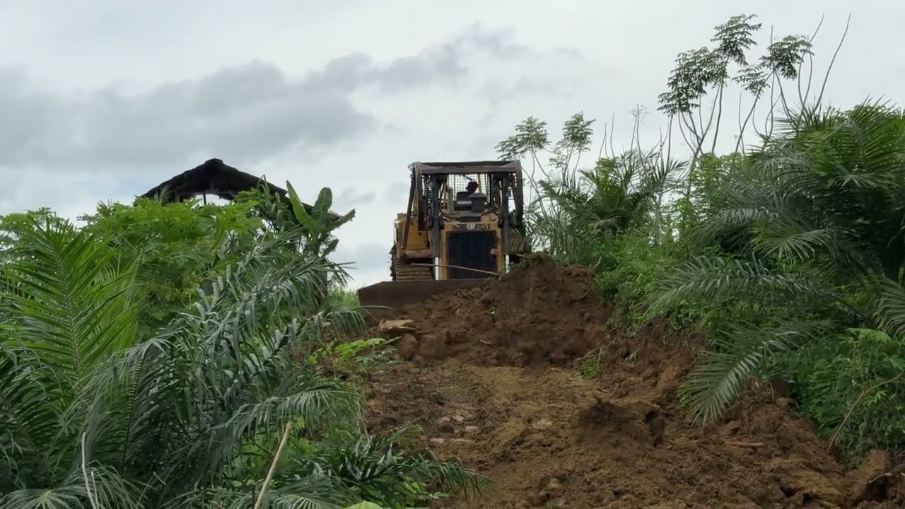 Bulldozer CAT D6R XL Opens the Road in the Residents' Palm Oil Plantation