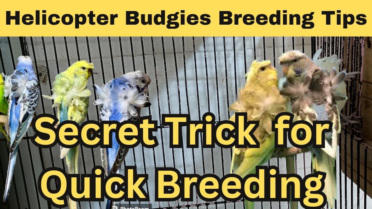 Helicopter budgies breeding Tips | Hogoromo budgies breeding tips | Secret Breeding Tricks