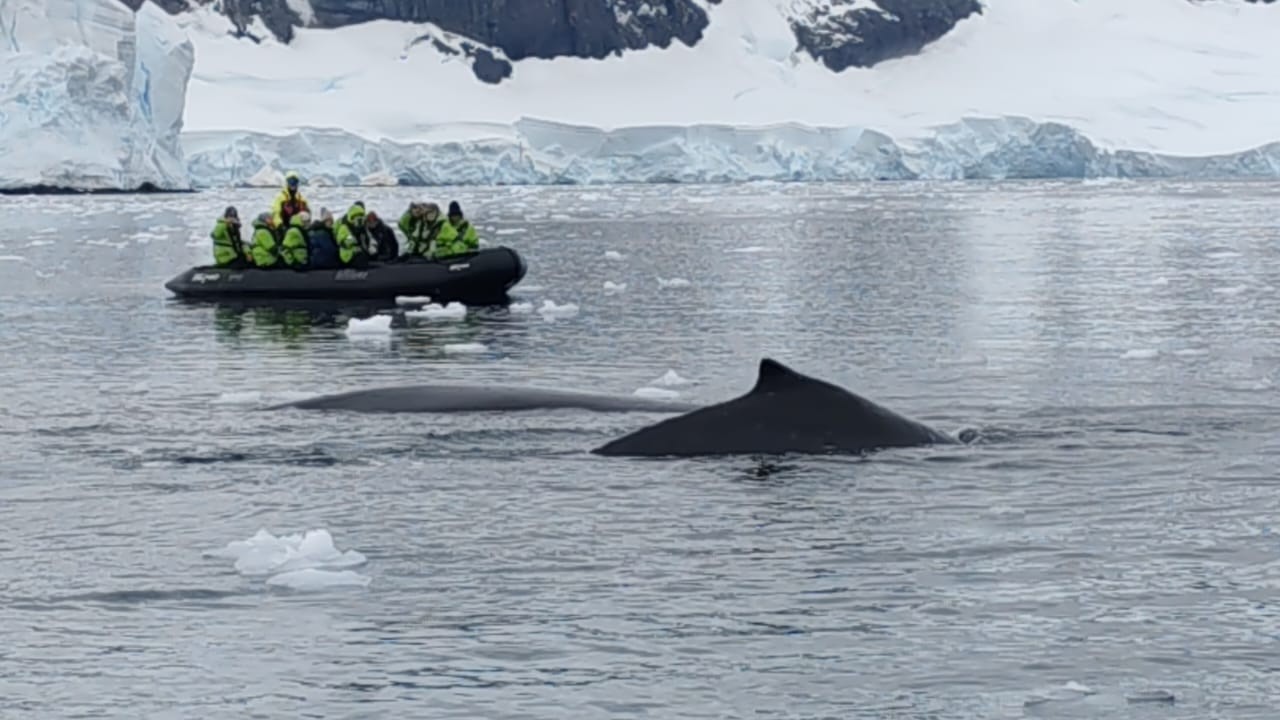 Beautiful Animals of Antarctica