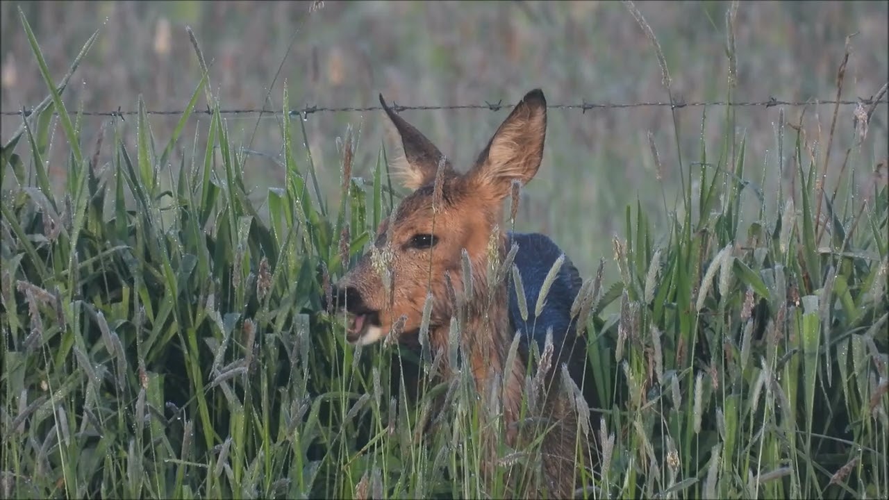 Natuurvideo - binnenveld met blauwborst en baardman