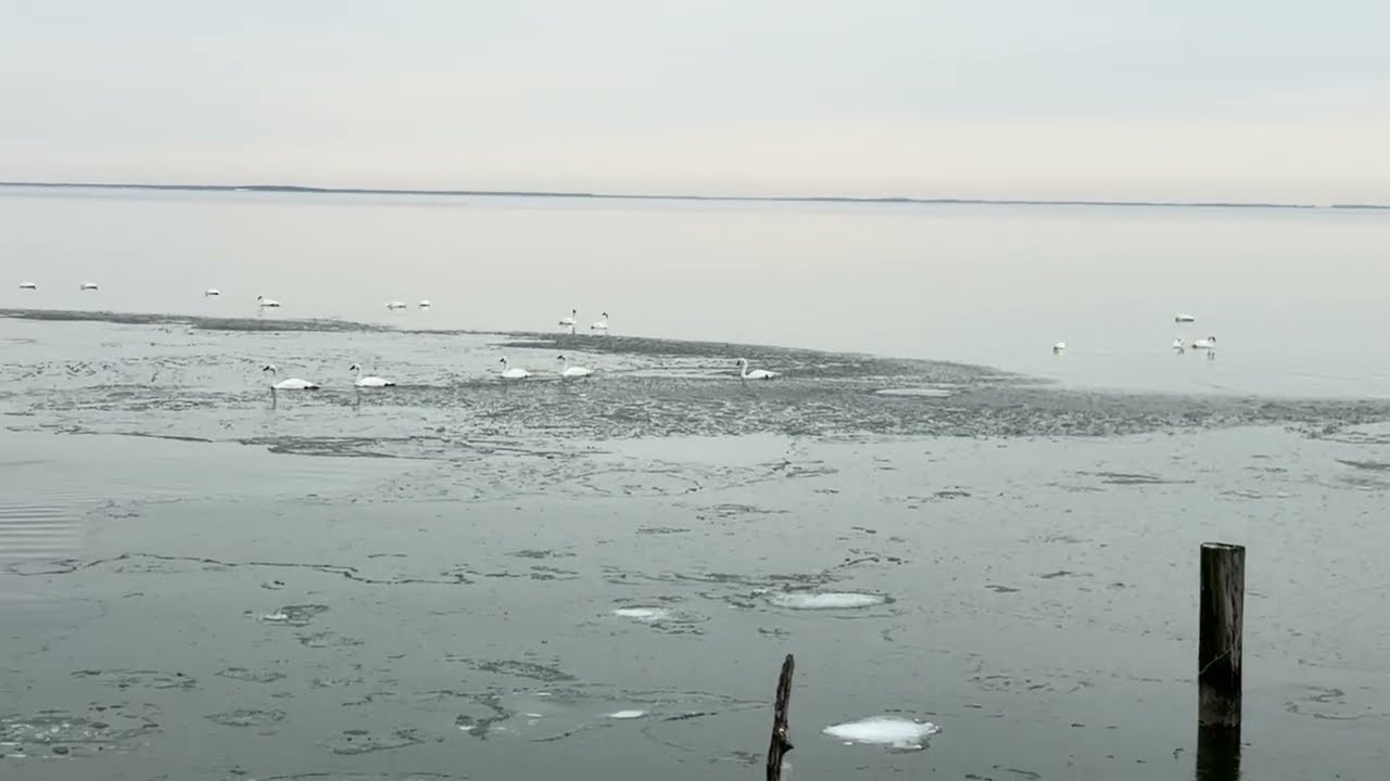 Swan Ice Breaking to lunch Feb 3
