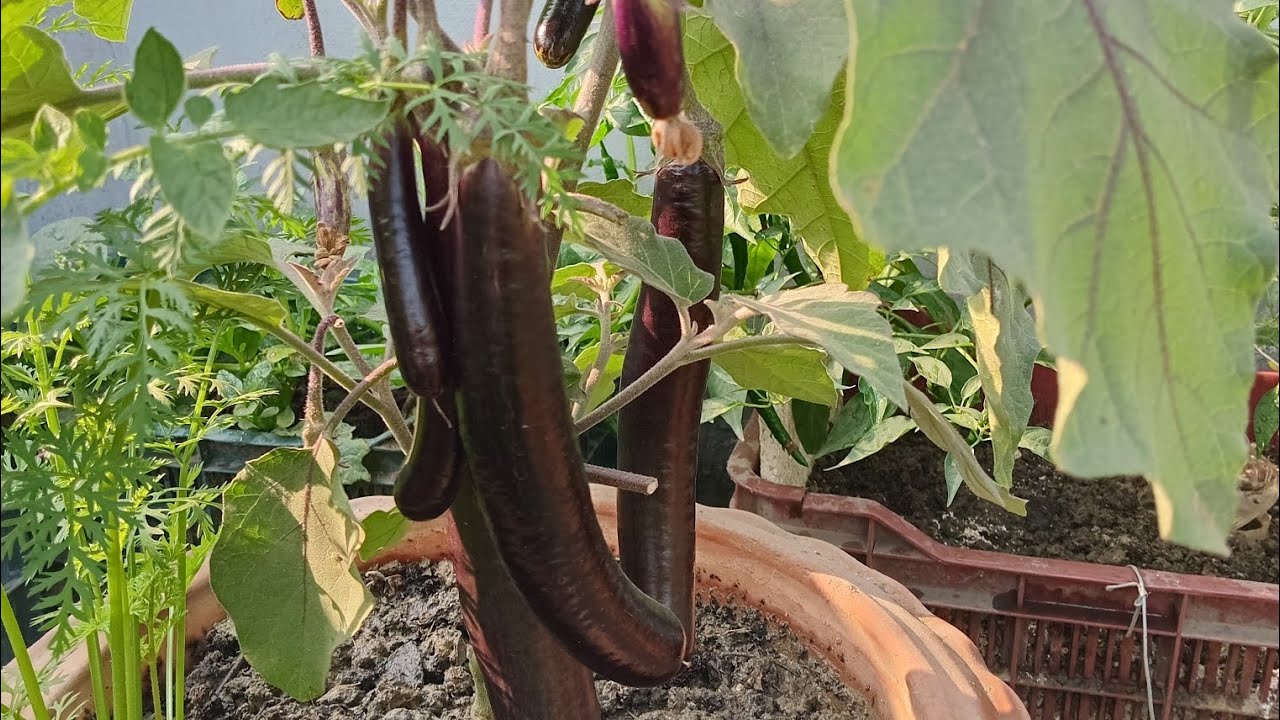 বেগুন গাছের সম্পূর্ণ পরিচর্যা #garden #gardening #rooftopgarden #treecare