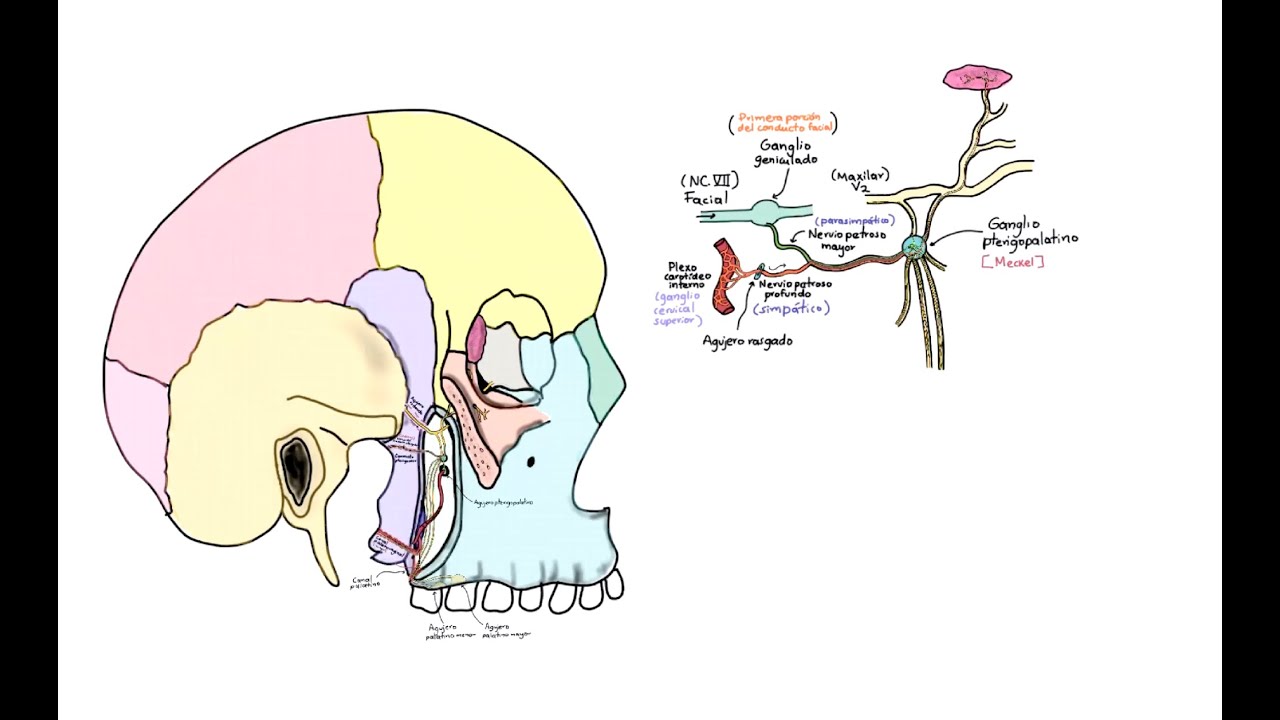 Anatomía. Fosa pterigopalatina