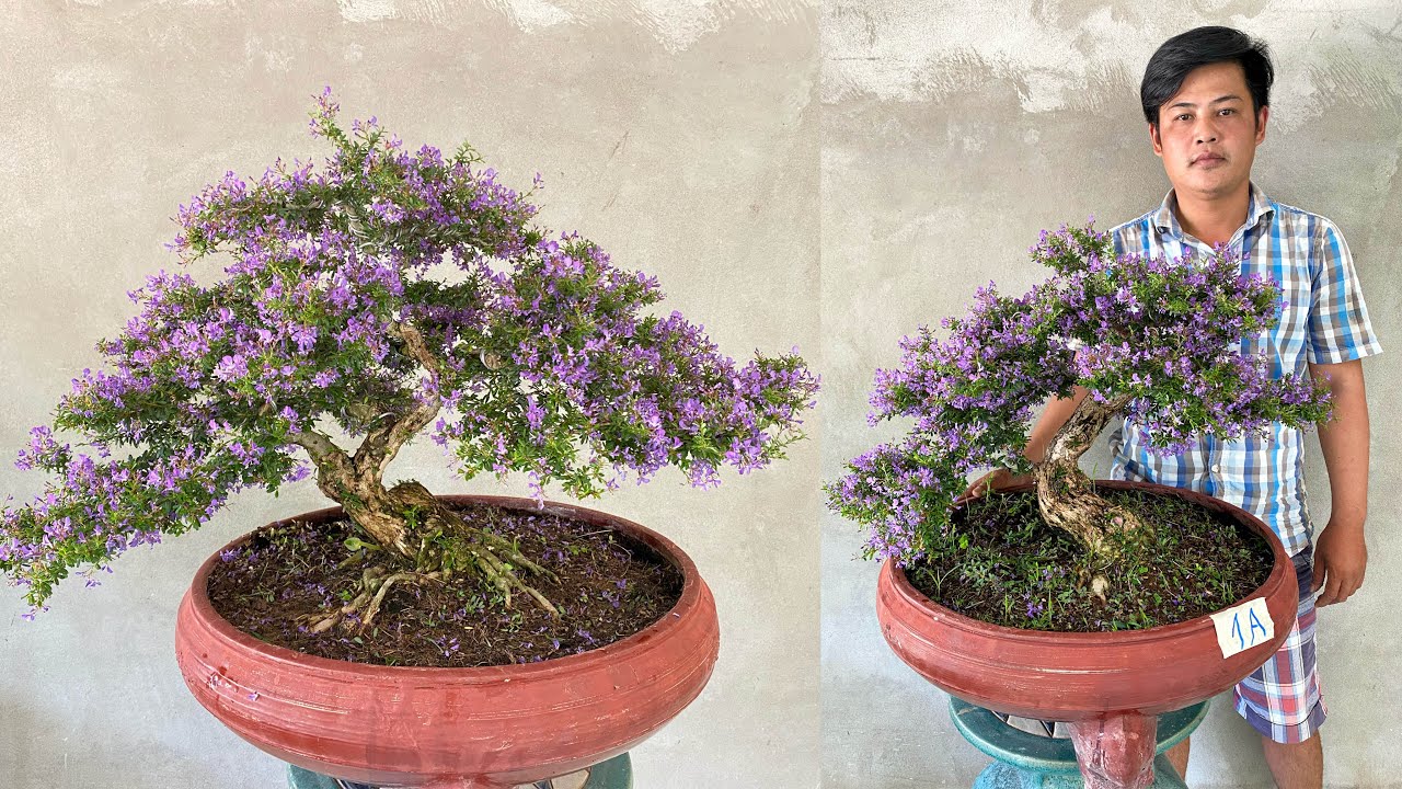 Lô Linh Sam 86 bonsai đẹp rao bán toàn quốc