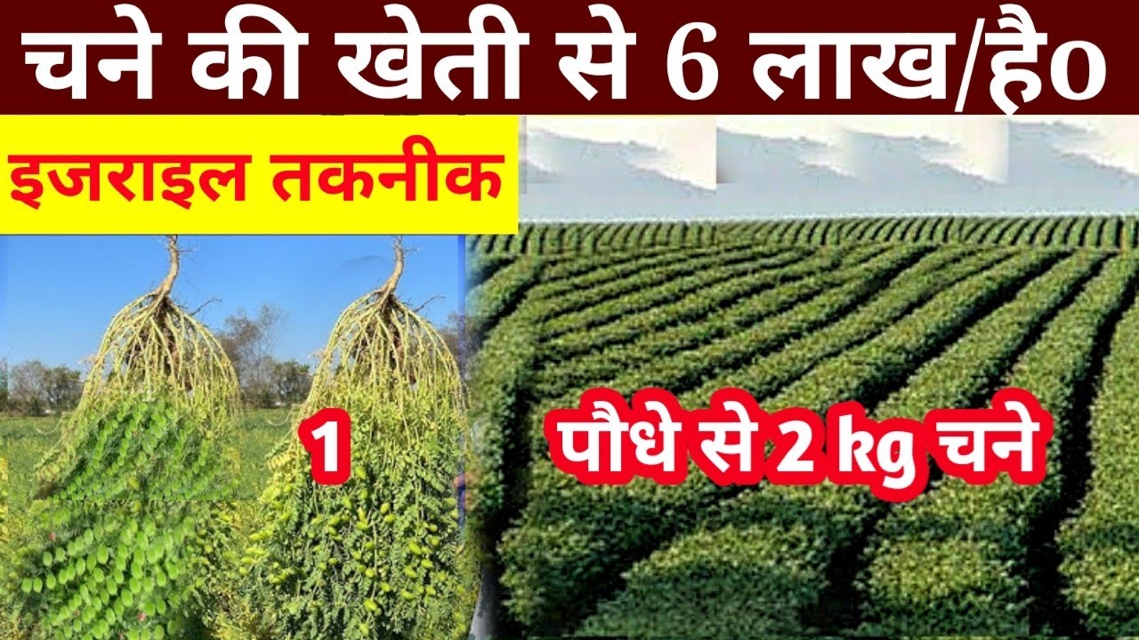chane ki kheti 60 kivantal // इजराइली तकनीक से चने की खेती 60 क्विंटल, israeli taknik chane ki kheti
