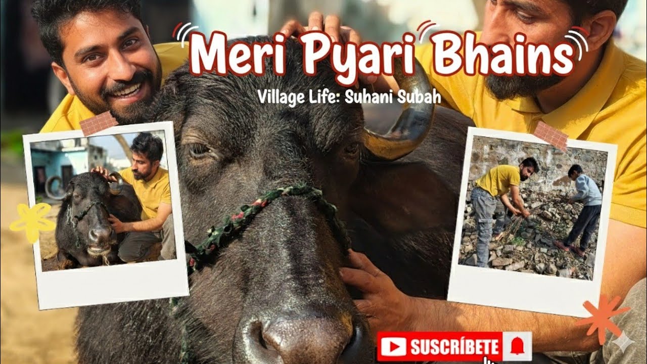 Aaj toh bhains ne kamaal hi kar diya! (Dekhiye kya hua)​‎⁨@MrRanpal-07⁩