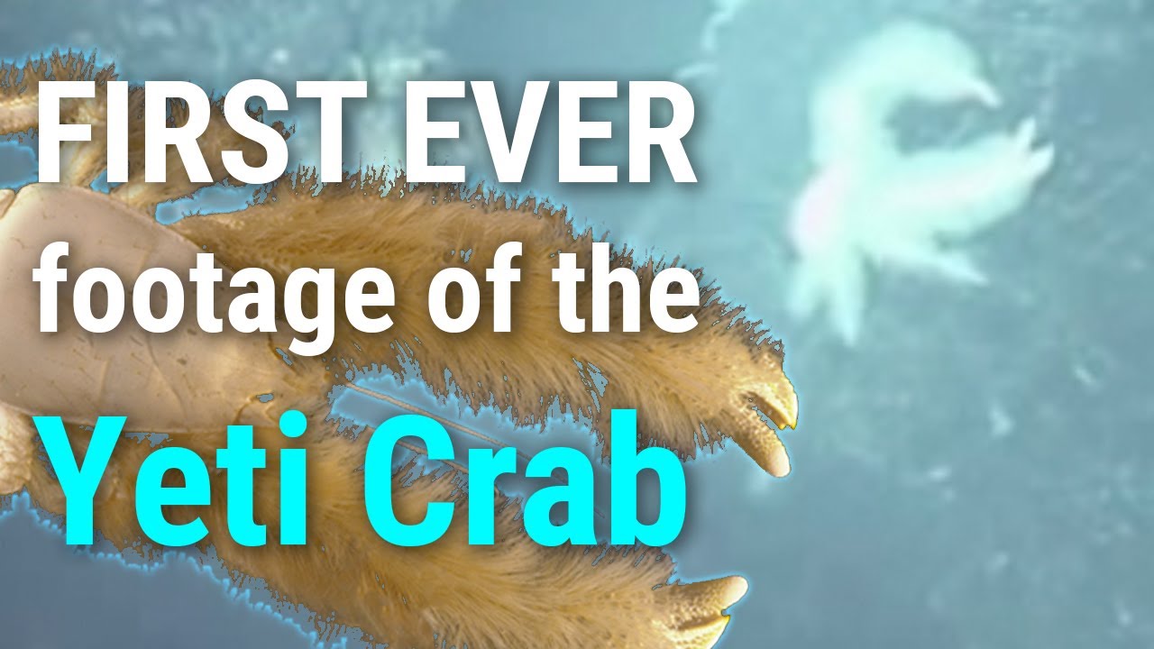 WHOI: The Yeti Crab