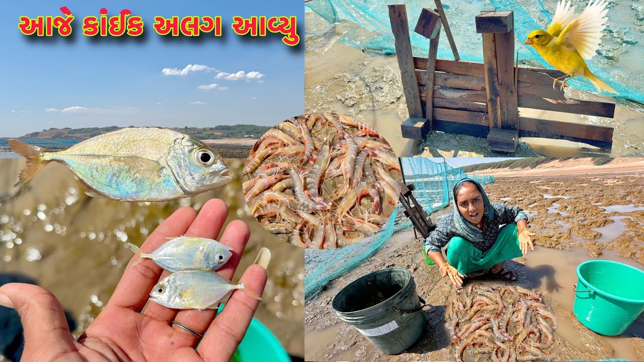 દરીયા મા થી નીકળેલી વસ્તુ કોની હોય 💰🦐 jinga fishing 🍤 dariyai khedut