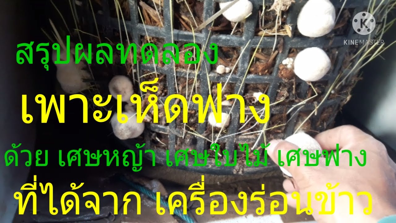 สรุปผลทดลอง เพาะเห็ดฟาง (ด้วย เศษหญ้า เศษใบไม้ เศษฟาง ที่ได้จากเครื่องร่อนข้าว ครับ)