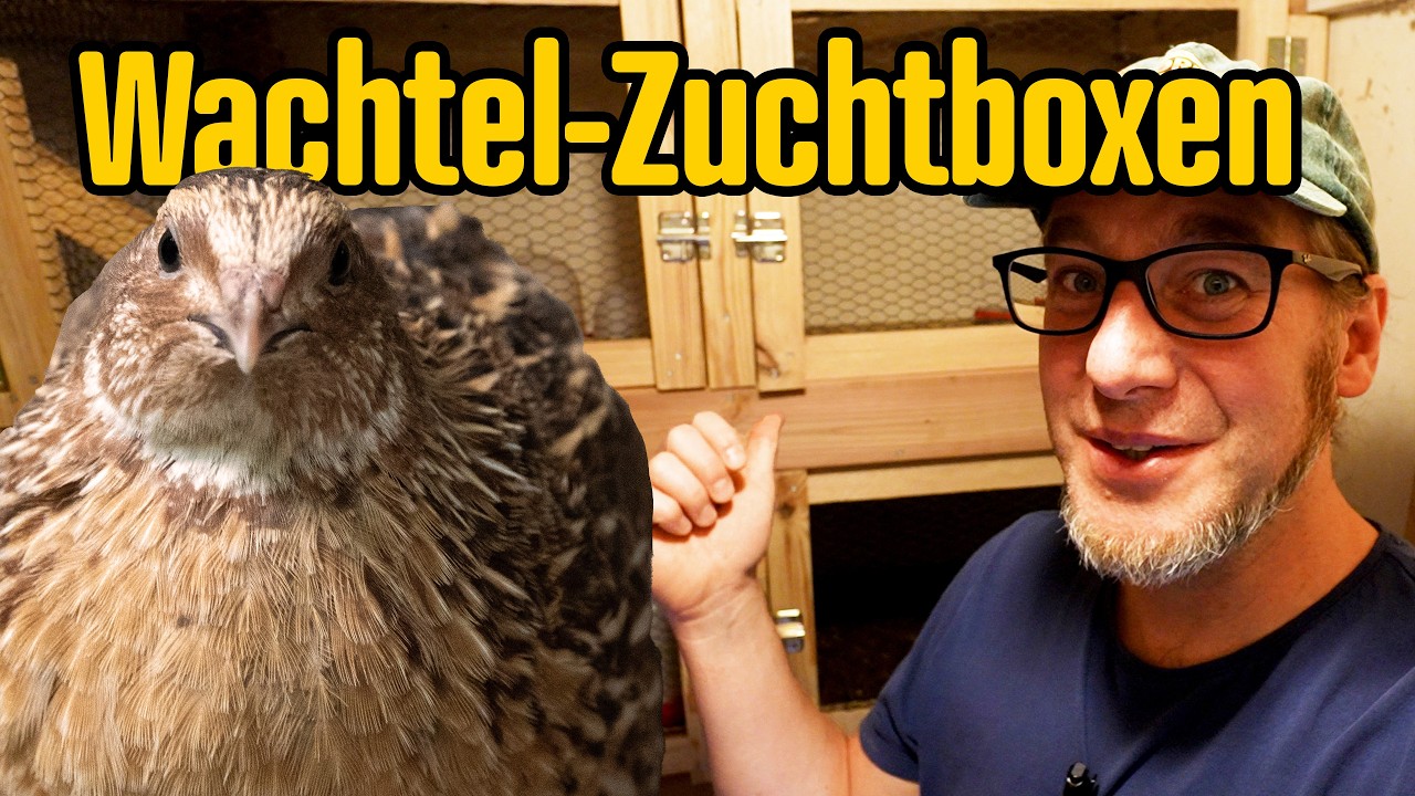 Verletzungen durch HÄHNE vermeiden! Modulare Zuchtboxen für Wachteln selbst gebaut