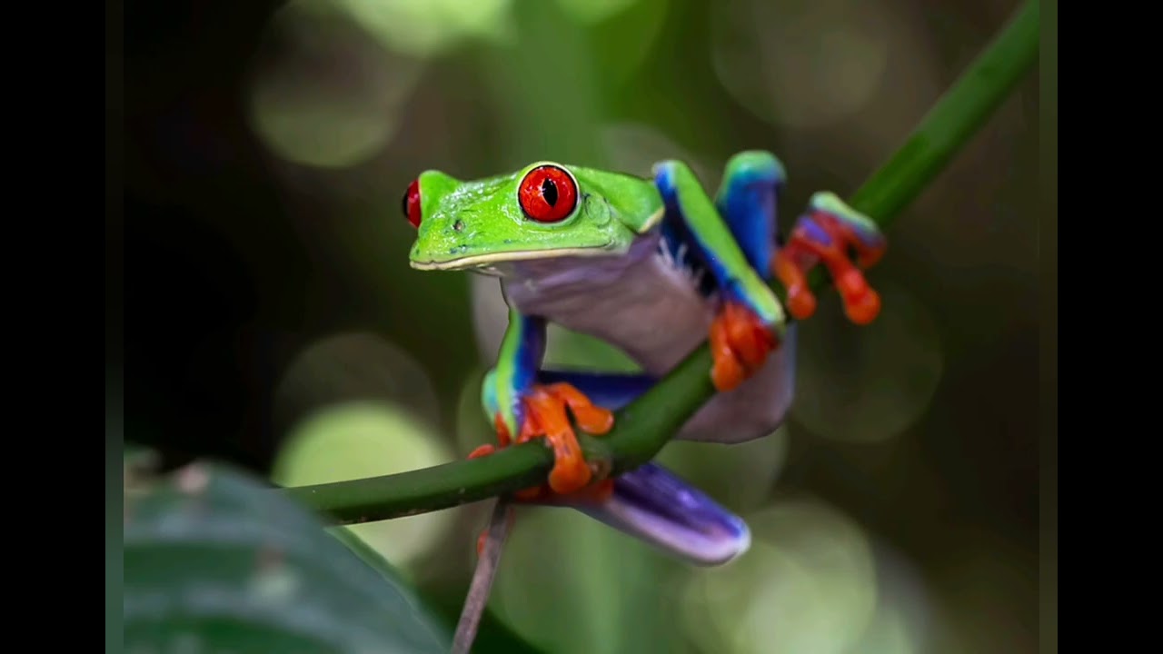 different type of frogs.