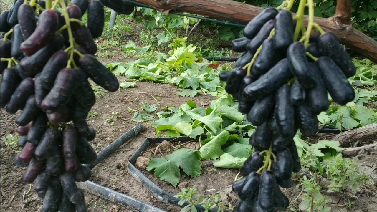 Виноград  АВАТАР 🍇👍🤠  Деякі рекомендації.