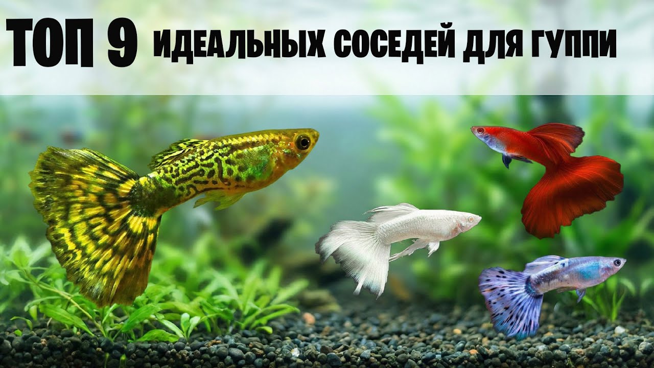 ТОП 9 АКВАРИУМНЫХ РЫБОК ЧТОБЫ СОДЕРЖАТЬ ВМЕСТЕ С ГУППИ