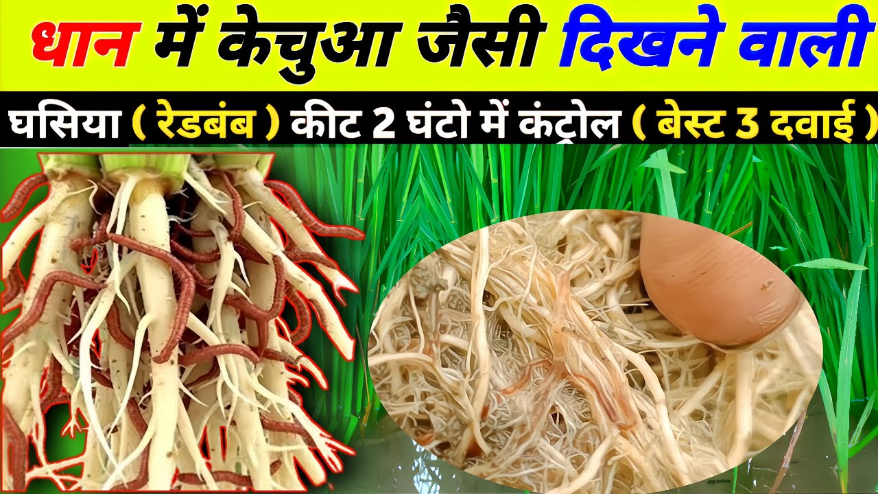 धान में केंचुआ जैसे दिखने वाली लाल किट..। dhan me lal kida  ka wada। dhan ki jad me lal kit dawa।
