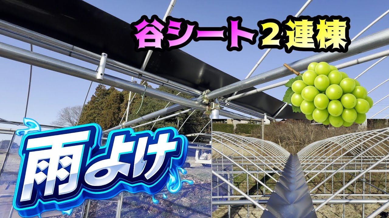 ブドウ雨よけ　プロ連棟部材　１０分から自然栽培野菜で乾杯！カスみたいな話を偉そうに＃ぶどう＃栽培＃雨よけ＃ビニールハウス＃雨除け＃葡萄＃ぶどう棚
