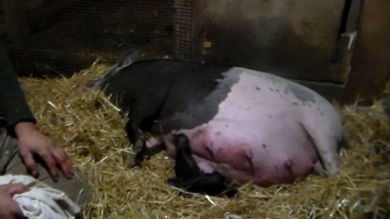 Опорос вьетнамской свиноматки от а до я или пошаговая инструкция для чайников.