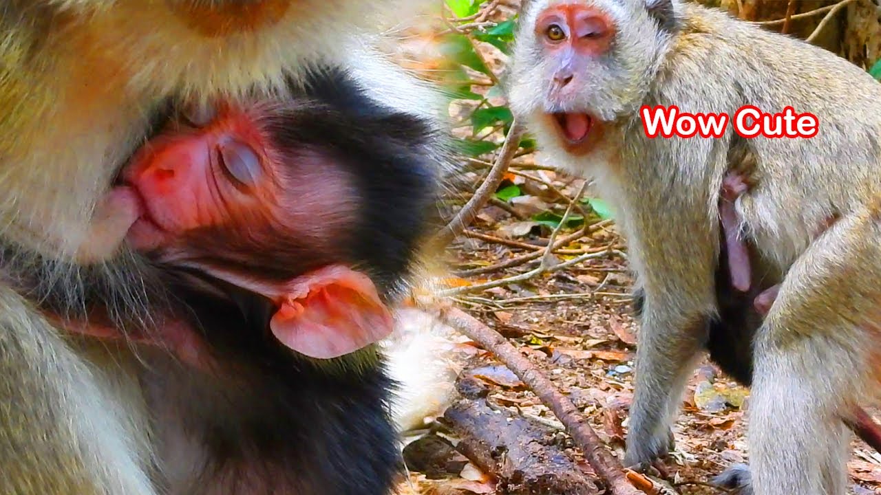 blind monkey Vegas realy love her babies Vegan | so cute tiny