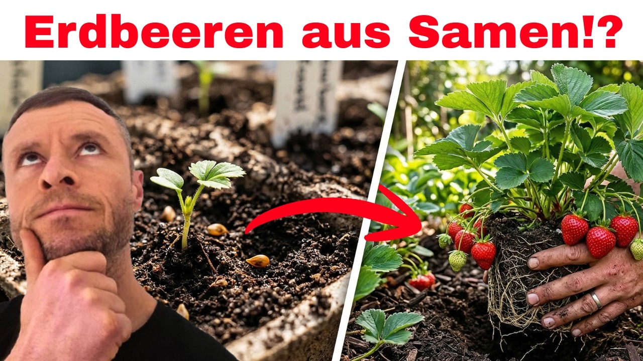 Erdbeeren aus Samen ziehen ODER umpflanzen? So vermehrst du Erdbeeren jetzt richtig 🍓