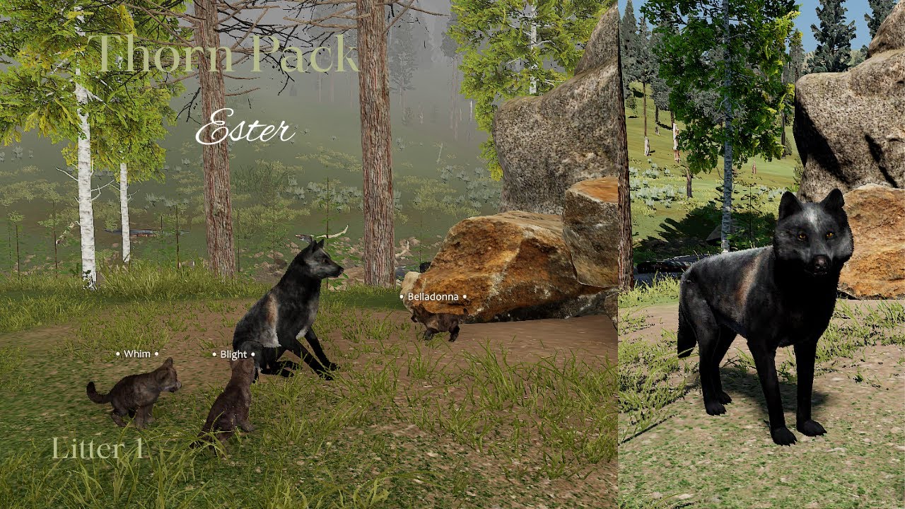 Thorn Pack - Ester L1 - Raise Pups [WolfQuest Saga]