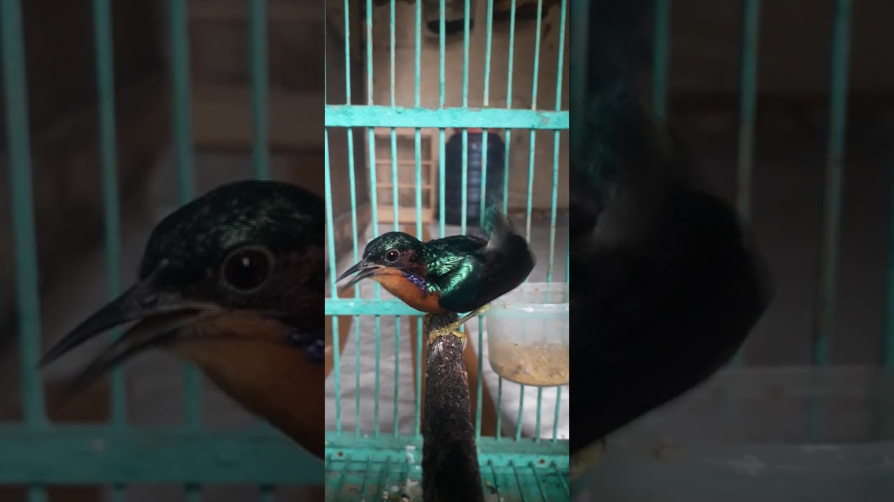 Kolibri Wulung / Muncang Gacor🔥🔥