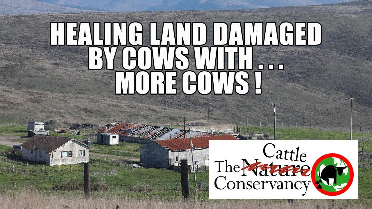 The Cattle Conservancy Part 2
