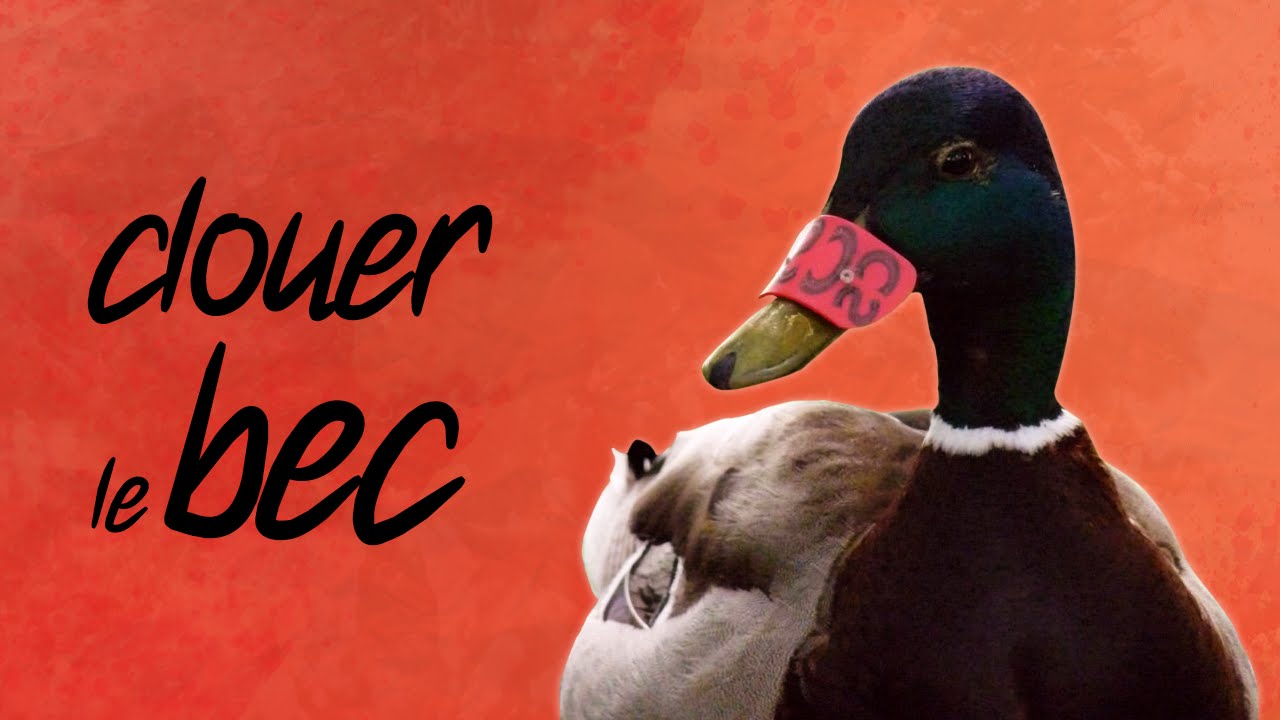 clouer le bec (vive le savoir des anciens!) - Paye Ton Expression #8