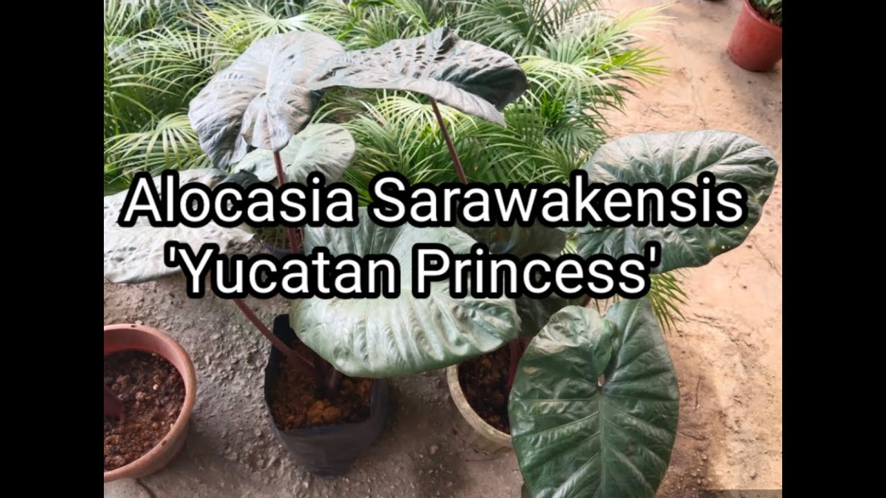 How to Care & Cultivate Alocasia Sarawakensis 'Yucatan Princess'