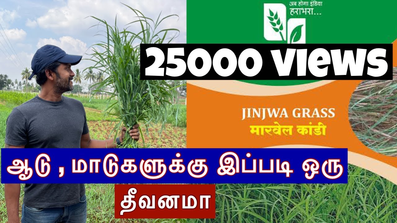 ஜிஞ்சுவா பில் நடவு முறை, அதன் சிறப்புகள் | #jinjwa grass #grass #agriculture #goatfarming #thanjavur