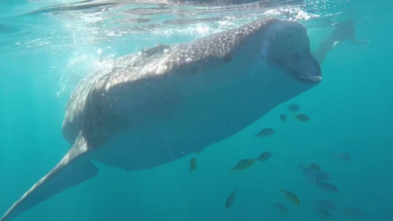 Swim with Whale Sharks in La Paz, Mexico | Baja Adventure Co. (BACo)
