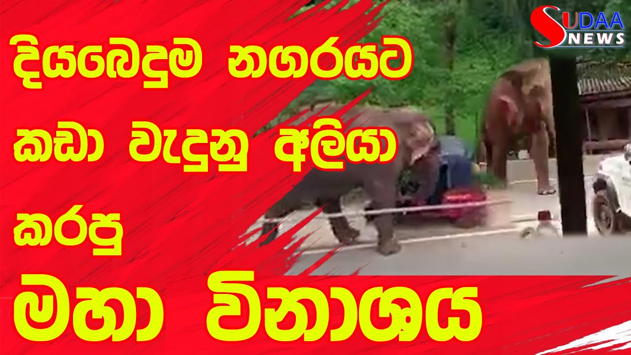 දිය බෙදුම නගරයග කඩා වැදුනු අලියා කරපු මහ විනාශය - Sudaa News