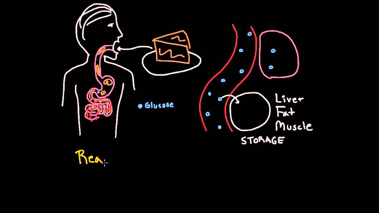 Insulin 1: What does insulin do, and why do we need it?