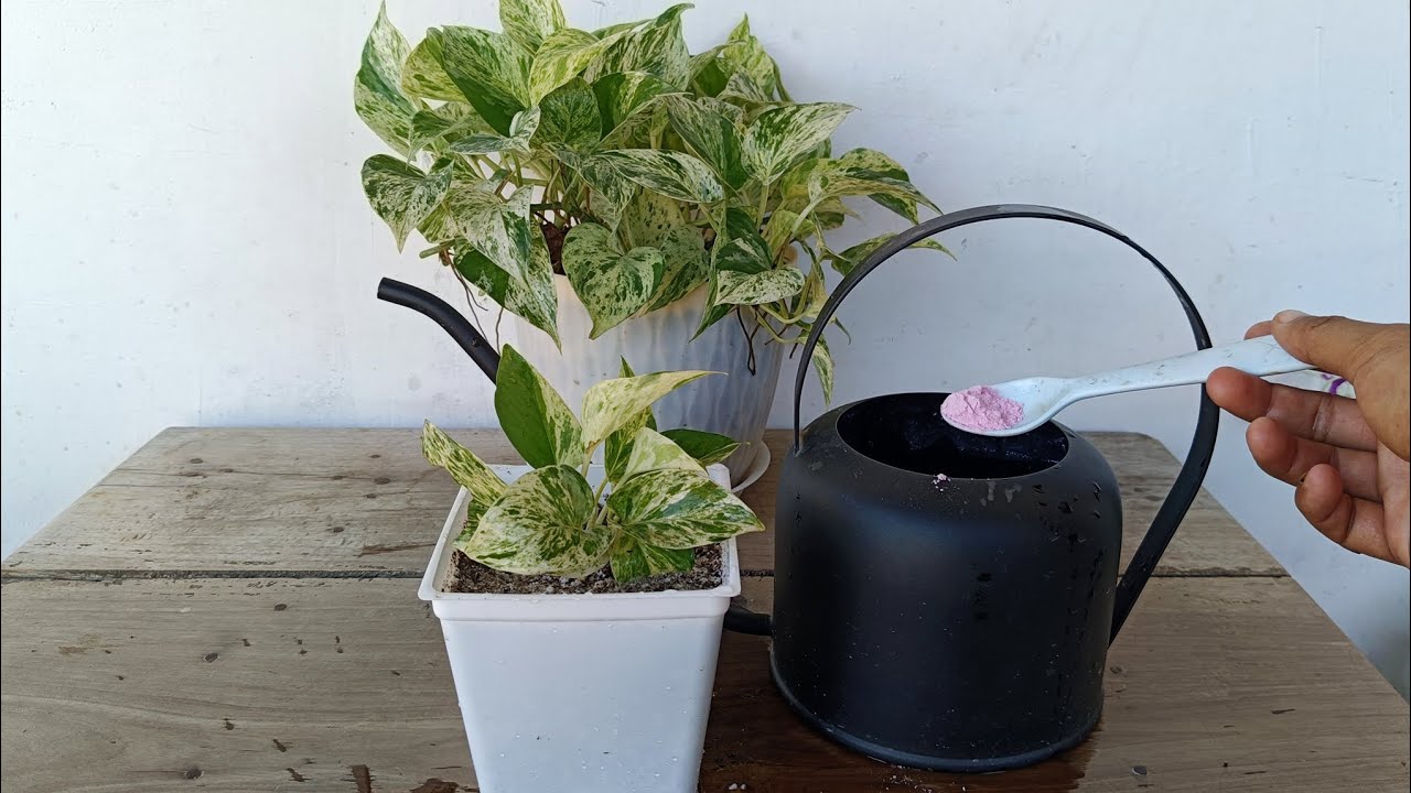 Marble Queen Pothos Propagation Made EASY! Step-by-Step Guide