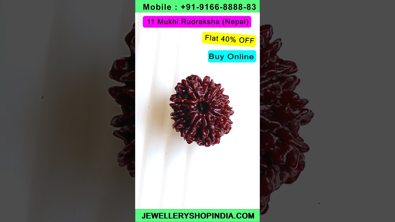 Original 11 Mukhi Rudraksha Wholesaler #rudraksha #rudraksh