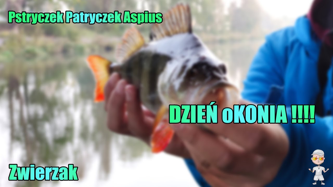 DZIEŃ oKONIA !!! KANAŁ ŻERAŃSKI