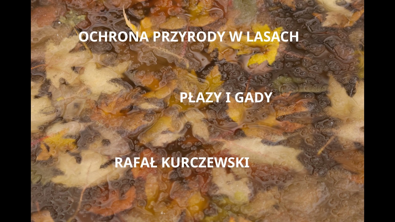 Ochrona przyrody w lasach. Płazy i gady. Zagrożenia. Rafał Kurczewski.