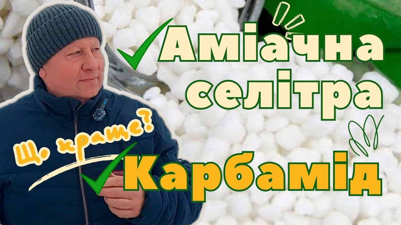 АМІАЧНА СЕЛІТРА чи КАРБАМІД | Що краще?