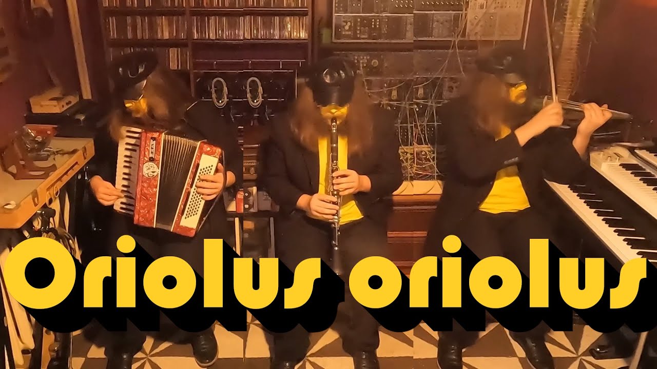 Mr. Harold - Oriolus oriolus [Music Video]
