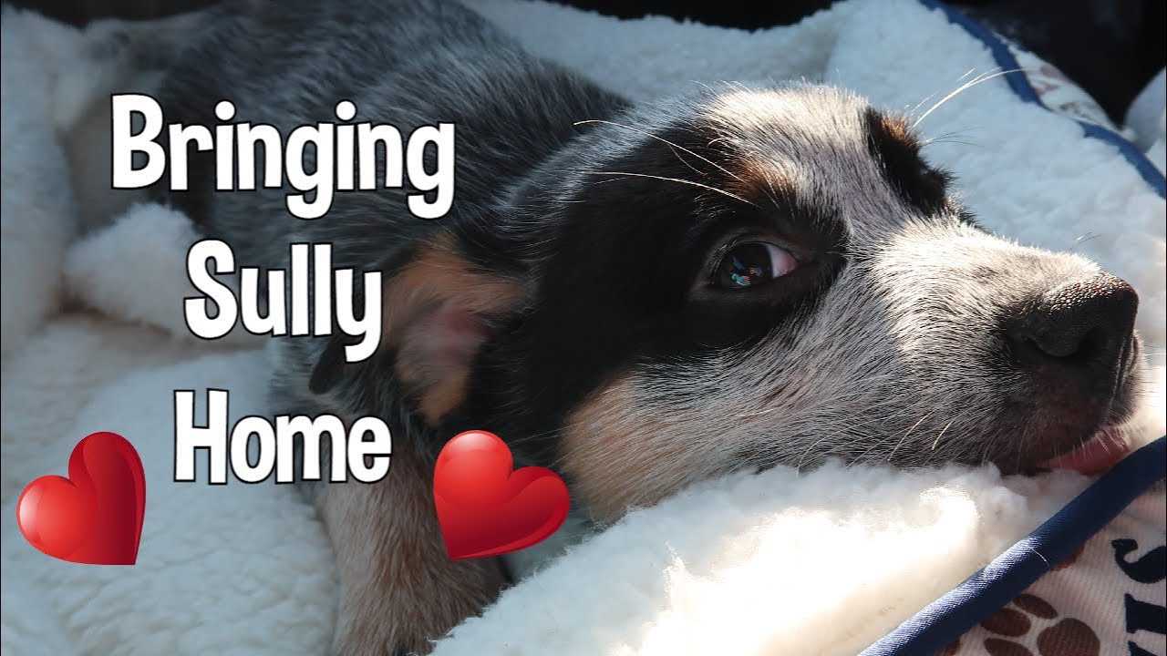 Bringing Sully Home! ~ Australian Cattle Dog Puppy ~