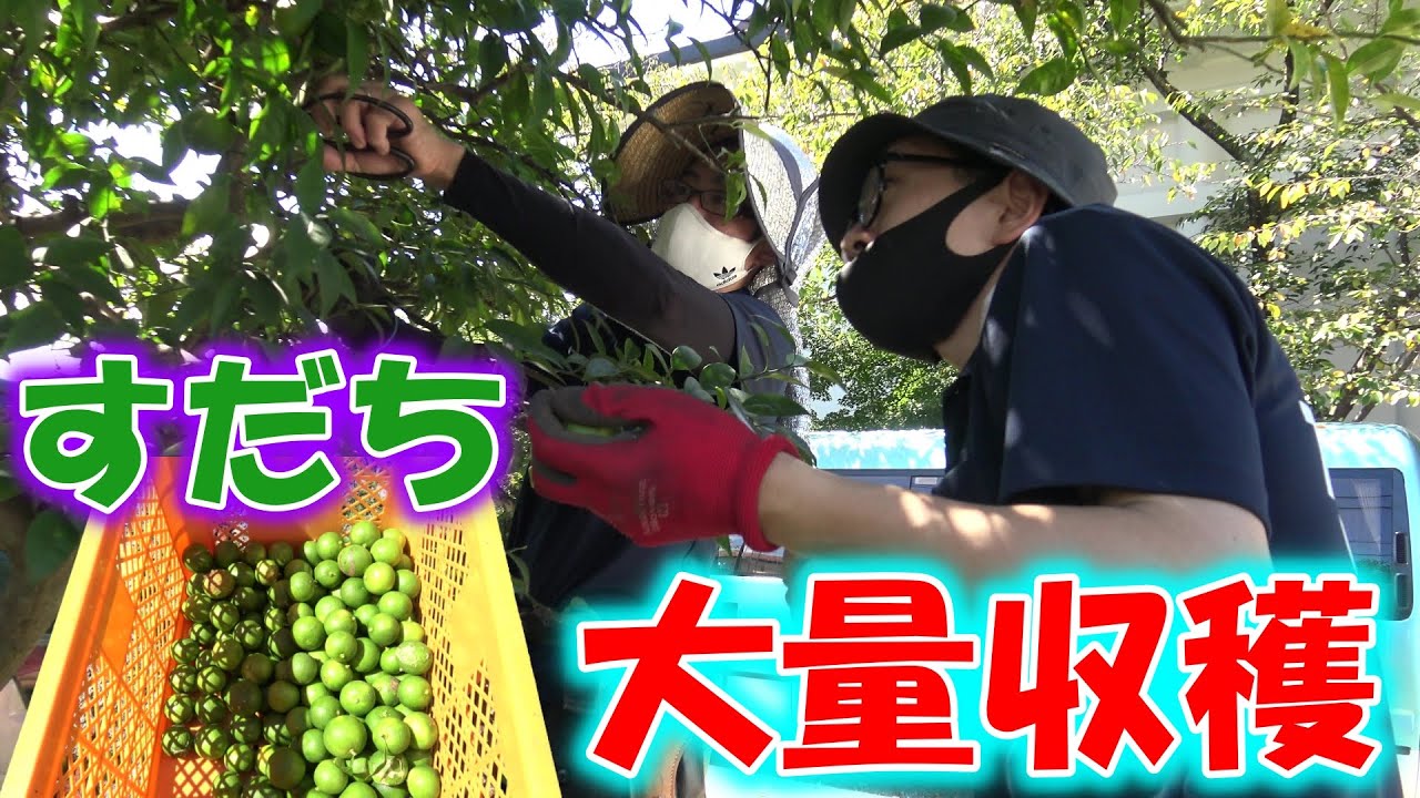 月次祭ひのきしん「すだち収穫（夏から秋限定）」　月次祭にお供えするすだちを大量収穫！｜徳島特産物　徳島すだち｜天理教名東大教会　天理教YouTube　天理教ユーチューブ｜【天理教青年会】徳島