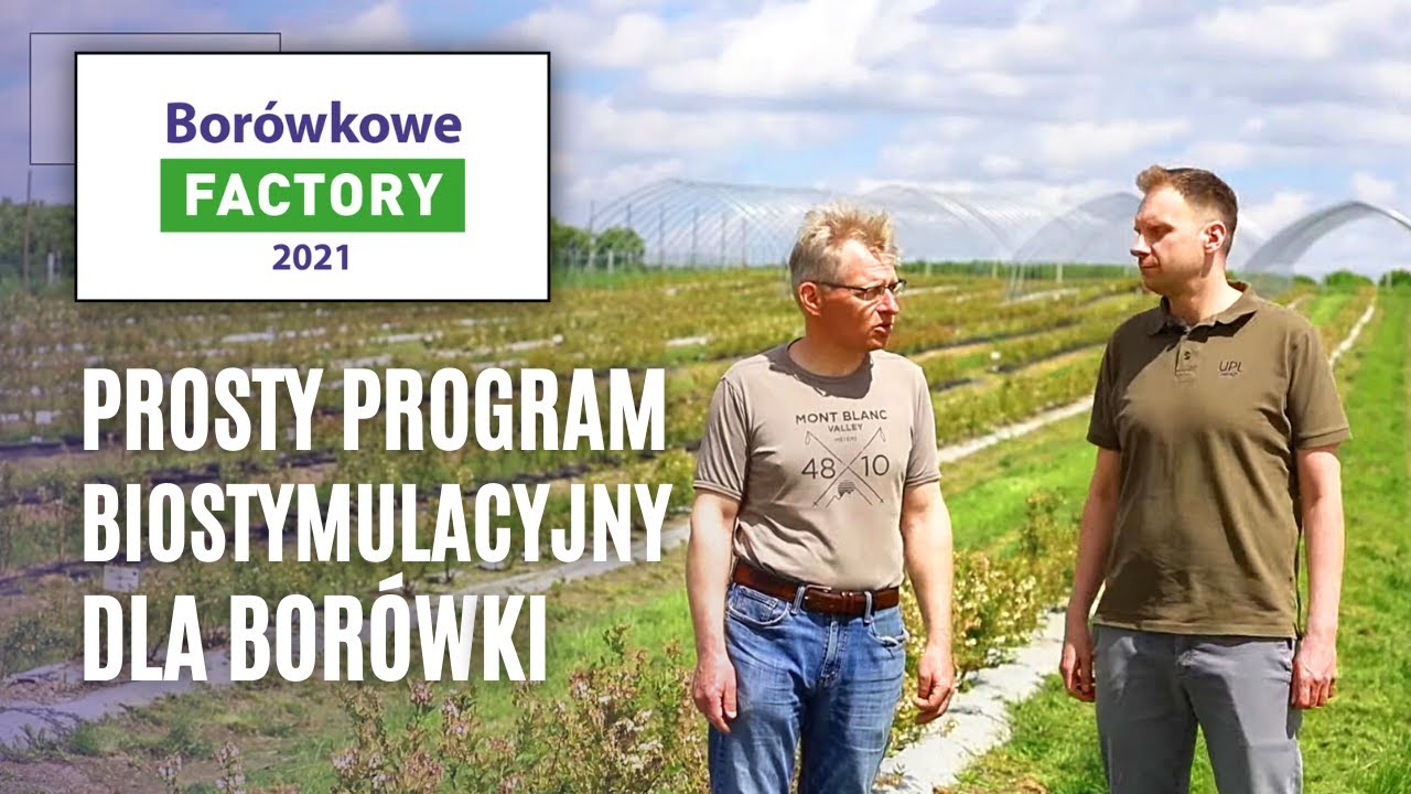 Prosty program biostymulacyjny dla borówki