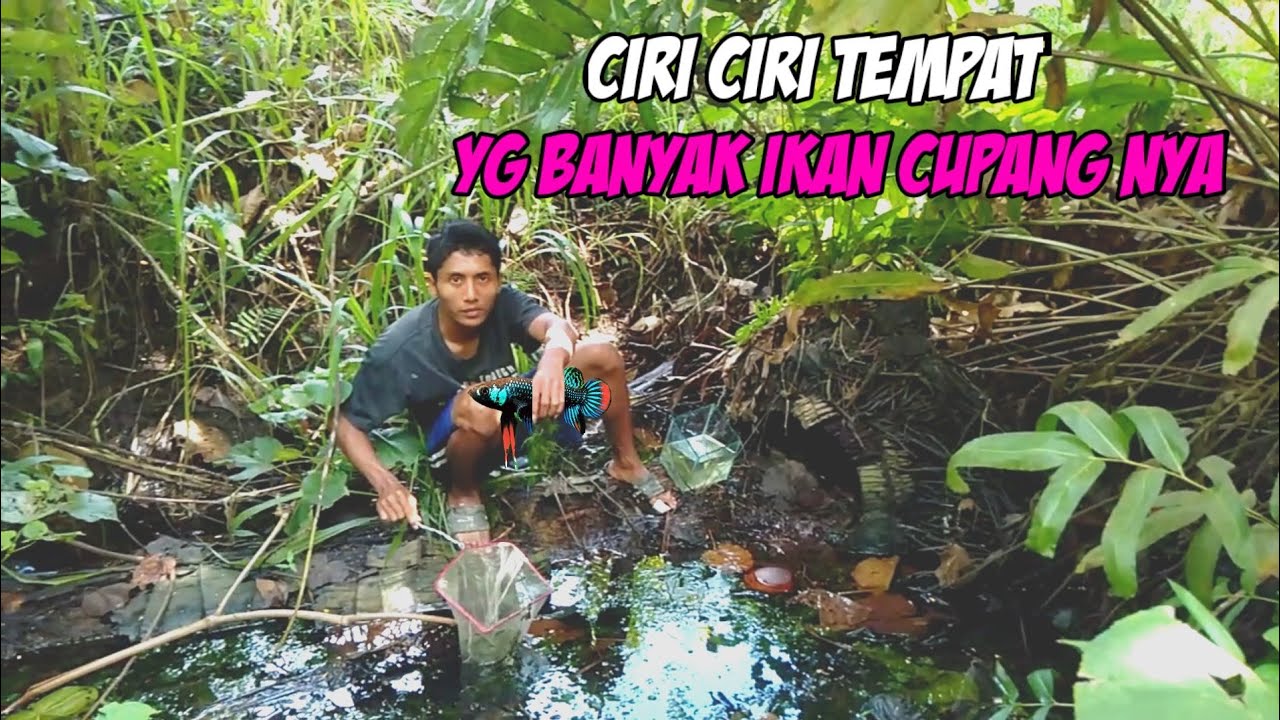 Ciri ciri tempat yg ada ikan cupang nya
