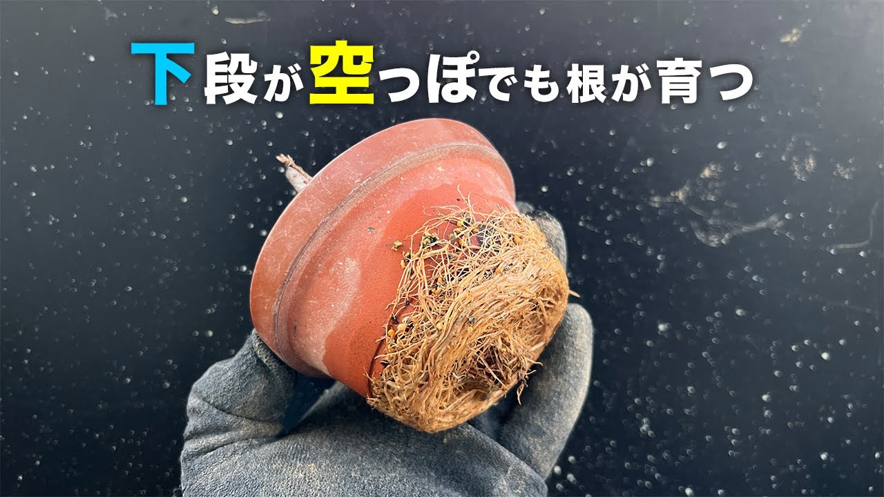 3号浅鉢駄温を2重にしていると #盆栽 #bonsai